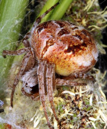 Réf. 326 497 : Agalenatea redii